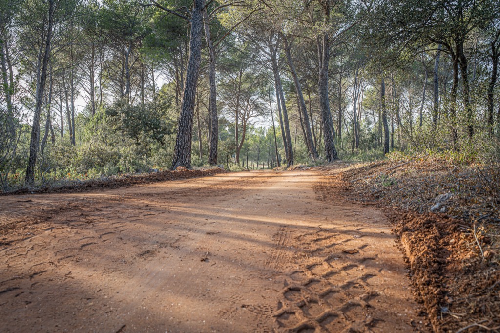 Chemin forestier bordé de pins dans la campagne aixoise — tarifs du photographe OnePhoto
